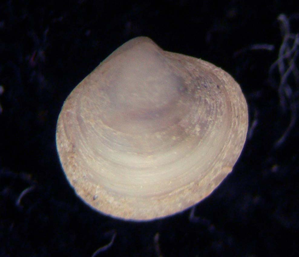 bivalve